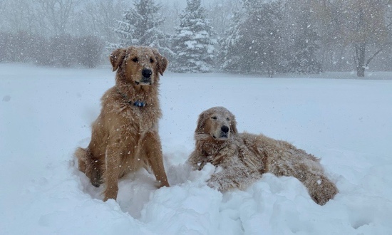 Golden retrievers