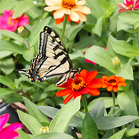 Butterfly at Pleasant Mount Farm