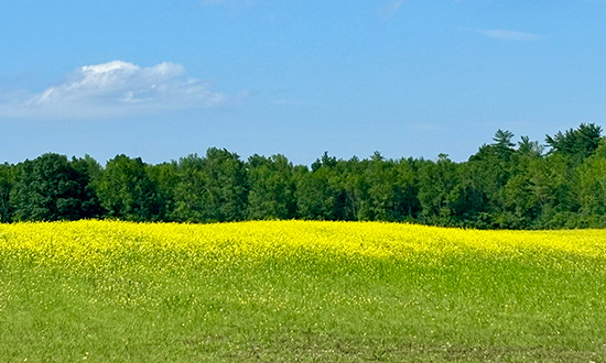 Field of flowers